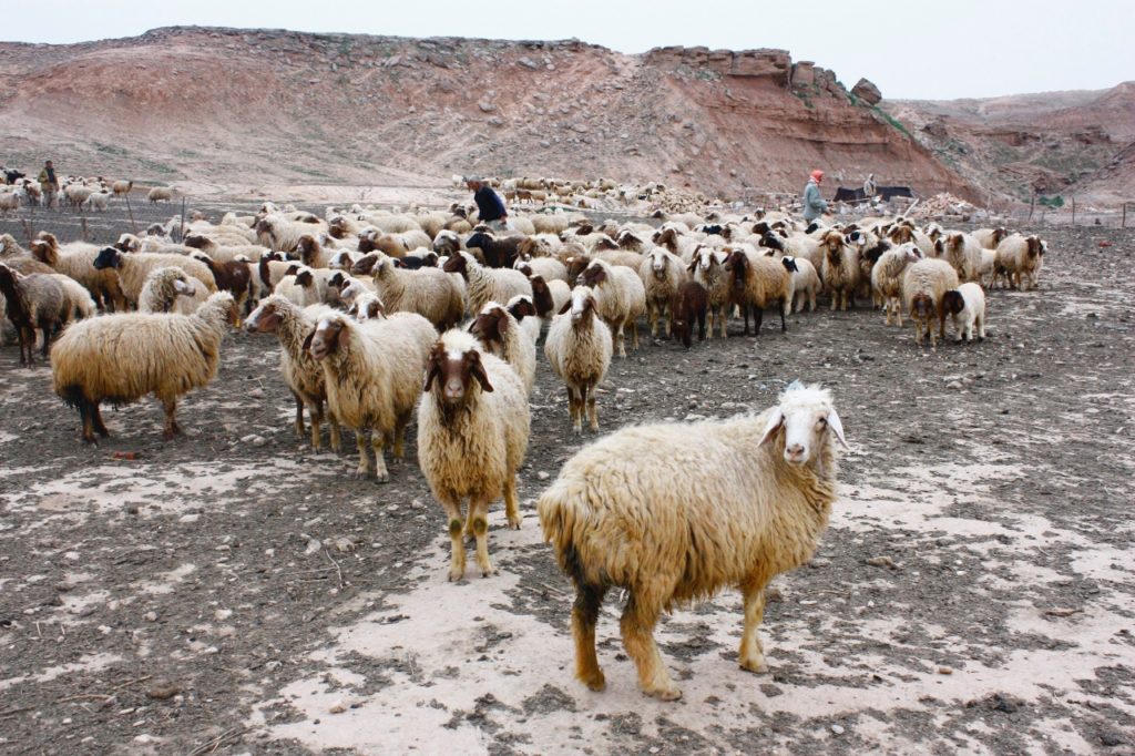 shepherds-with-sheep-1280x853