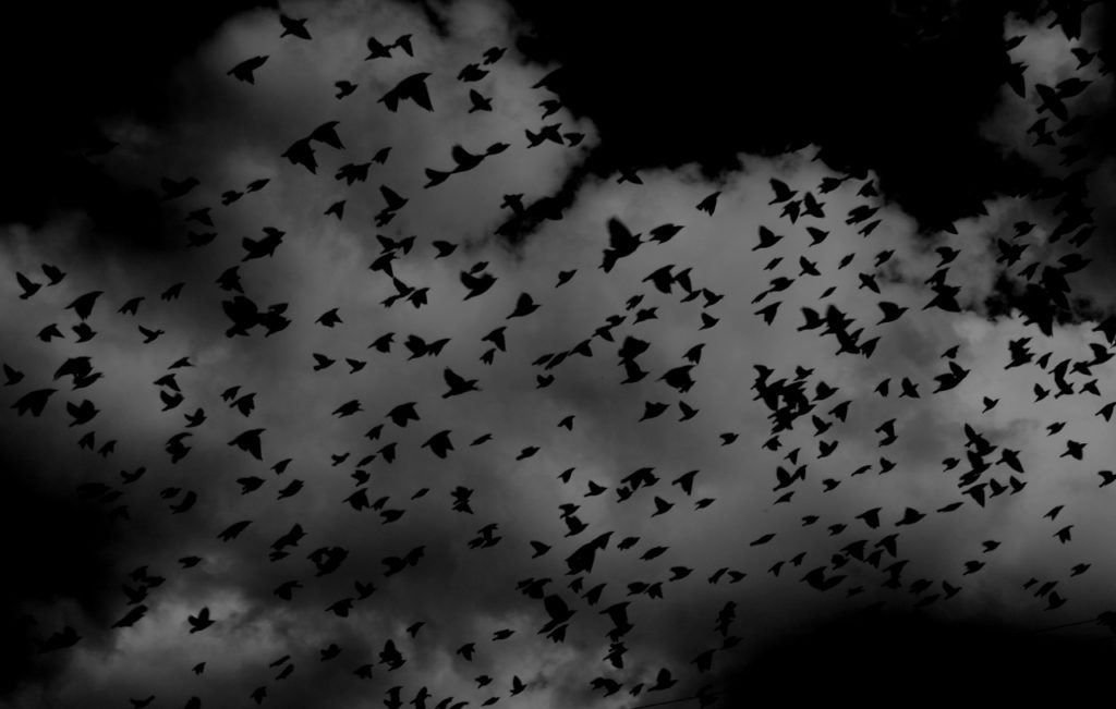 birds-in-dark (1280x814)