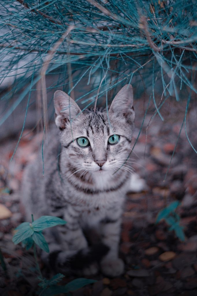 cat-bluegreen-eyes (853x1280)