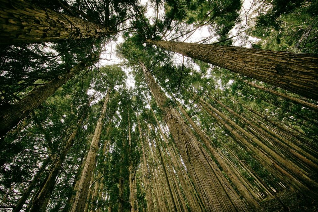 forest-trees-tall-looking-up (1280x853)