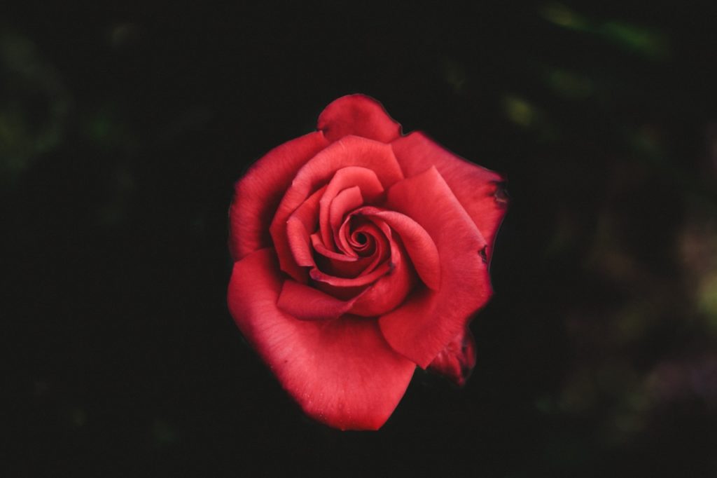 Rose (1280x853)