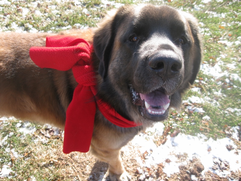 Lancelot-red-scarf-resized