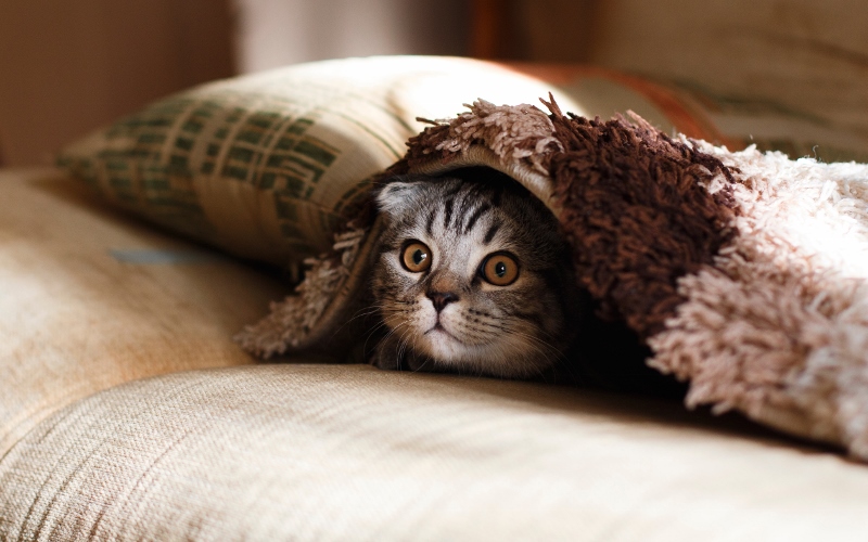 cat-hiding-under-blanket (800x500)