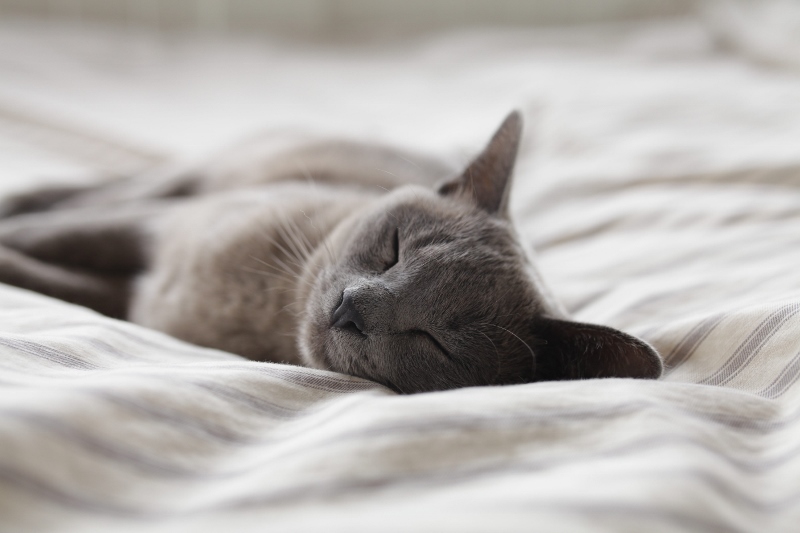 cat-sleeping-on-bed-gray (800x533)